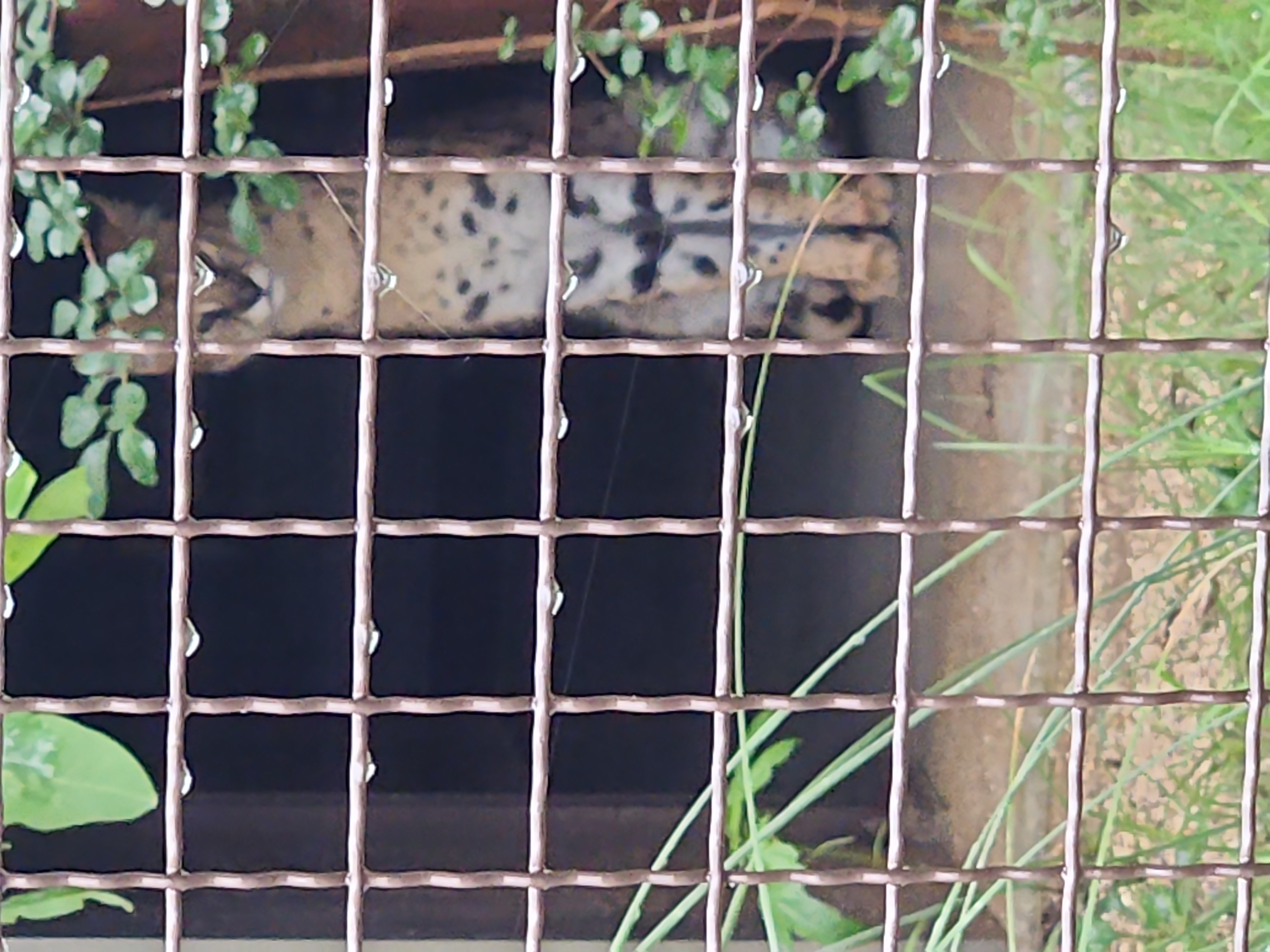 サーバルの画像