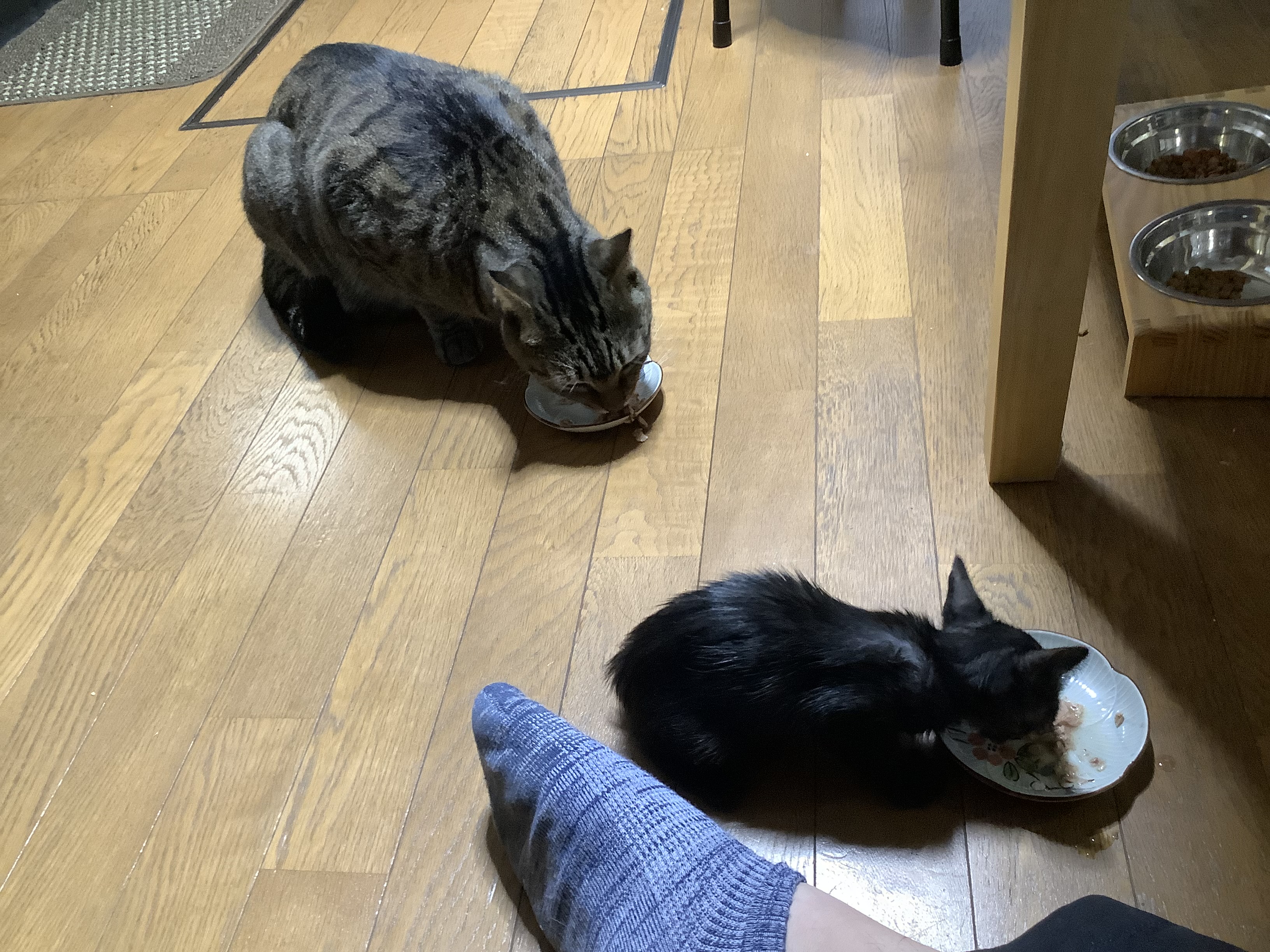 先住猫と仲良くなった写真